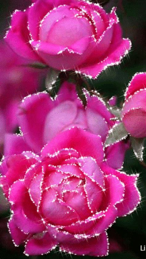 Three Pink Roses With Dew Drops On Them
