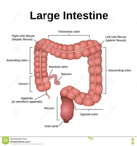 Digestive Tract Image Intestine Stock Vector Illustration Of Medicine