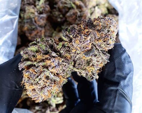 Purple Urkle Cannabis Review Everything You Need To Know And More