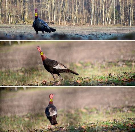 Fall Wild Turkey Hunting Tips