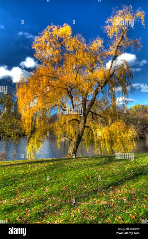 Weeping Willow Tree In Fall