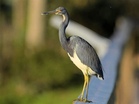 12 Herons In Florida Id Photos When To Spot