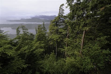Forest Service Plan To Allow More Roads In The Tongass Will Cost