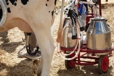 Top Best Goat Milking Machine Reviews Buyer Guide Updated