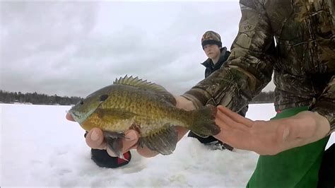 Ice Fishing Big Bluegills 2016 Youtube