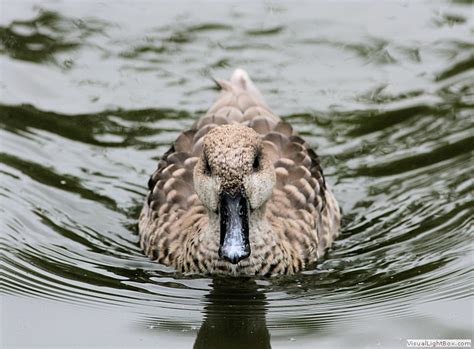 Identify Marbled Teal Or Marbled Duck Wildfowl Photography