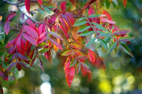 Colorful Sumac Leaves Pentax User Photo Gallery