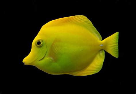 Yellow Tang Fish Profile Care Facts Tank Size Diet Seafish