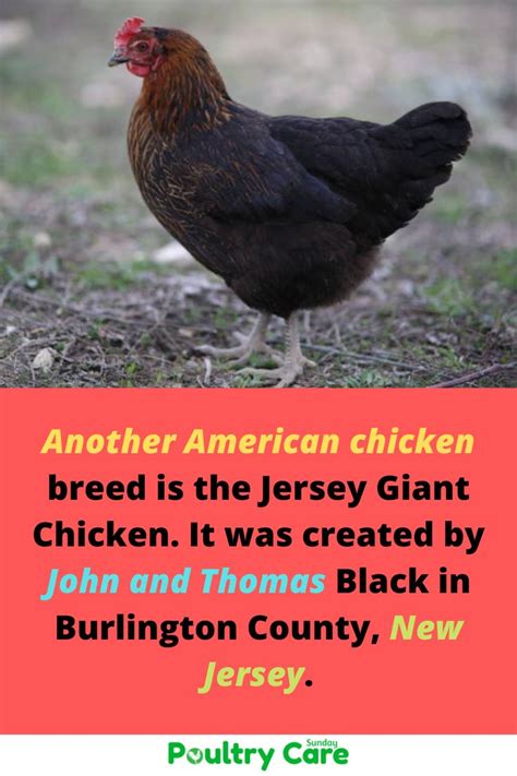 Jersey Giant Chicken Breed Information Characteristics Temperament