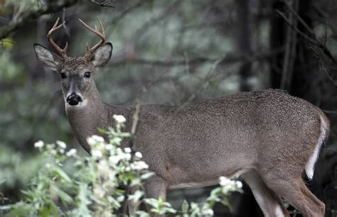 Deer Mating Season Has Begun And Will Result In More Deer Vehicle
