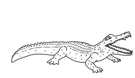 Alligator Coloring Pages For Kids Images Animal Place