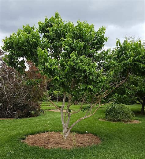 Plant Of The Week Seven Son Tree Grimms Gardens