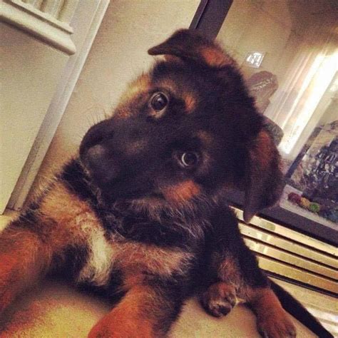 German Shepherd Puppy Baroo To You Too Little Darling Щенки