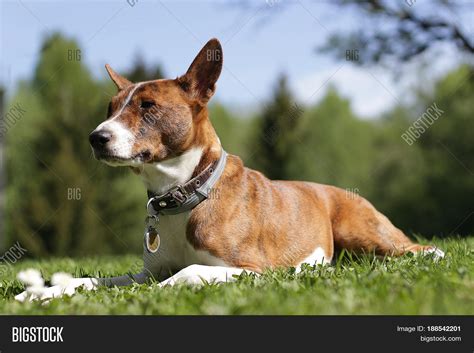 Basenji Dog On Grass Image And Photo Free Trial Bigstock