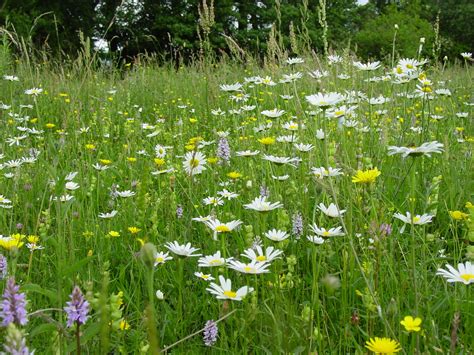 Bfs10f Species Rich 100 Wildflower Meadow Seed Mix British Flora