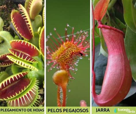 9 Tipos De Plantas CarnÍvoras Nombres Y Fotos