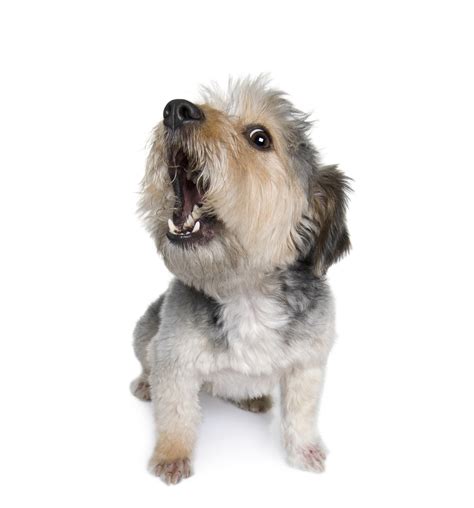 They feel the need to become territorial or protective. Barking: Please Stop. - The Other End of the Leash