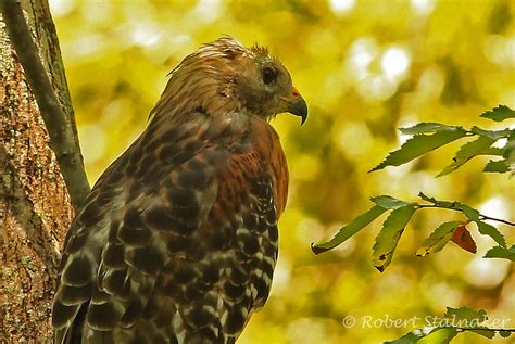 Red Shouldered Hawk Buteo Lineatus Adult In A Perfect Ha Flickr