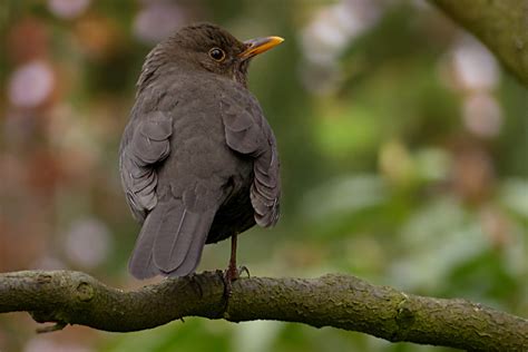 Free Images Nature Wildlife Beak Black Fauna Close Up Songbird
