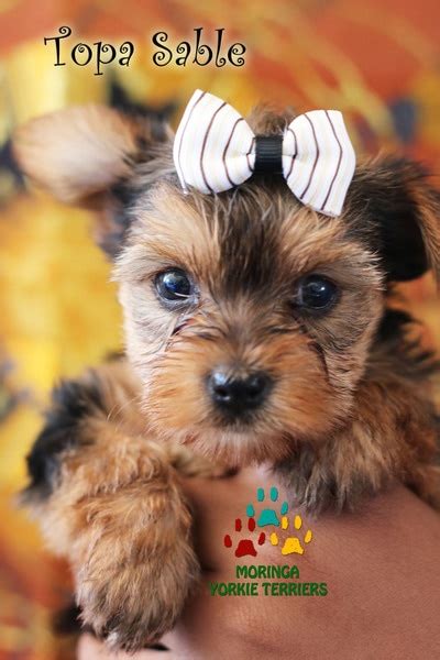 Top california puppy sales and selection puppies. Available Micro Teacup Yorkies* Toy Yorkie Puppies* Yorkie ...