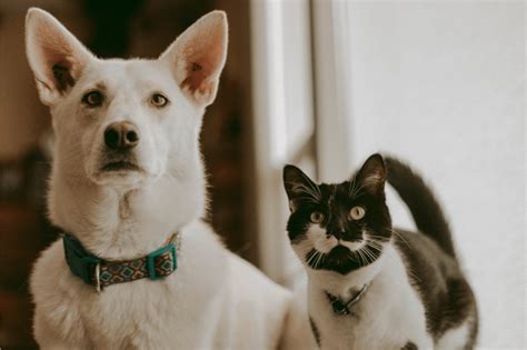 Why Are Dogs Better Than Cats 20 Reasons