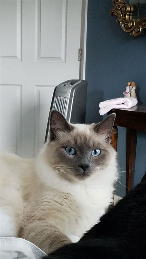 Is He A Long Haired Siamese Mix Thecatsite