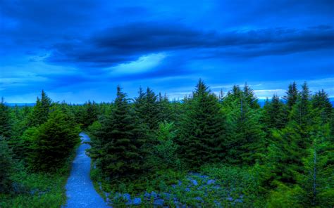 Beautiful Blue Sky Over Pine Trees Image Abyss