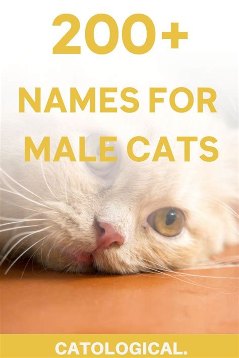 Cats are super adorable and lovable pets. Top 200+ Names For Boy Cats (Cute, Funny, Unique, Puns ...