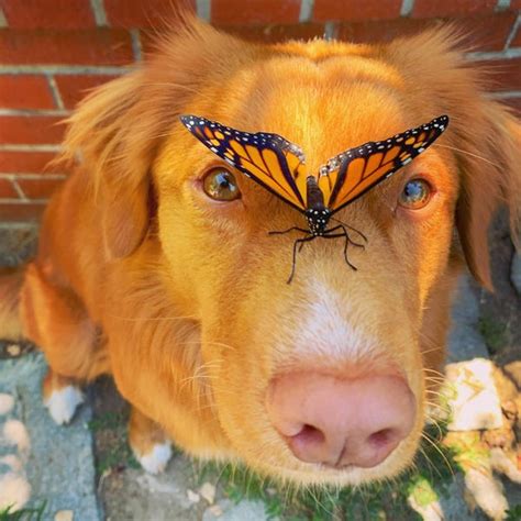 Photos Show A Dog Who Is Best Friends With Monarch Butterflies