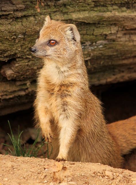Slender Mongoose With Red Eyes Stock Photo Image Of Predator