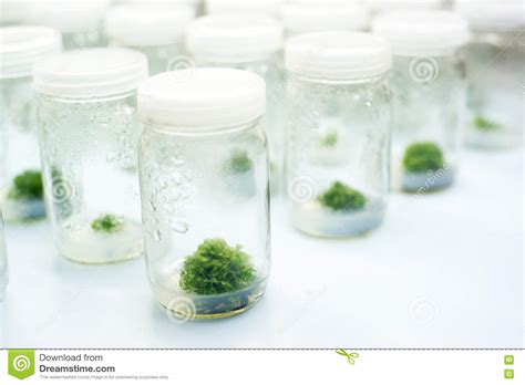 Plant Tissue Culture Stock Image Image Of Disease