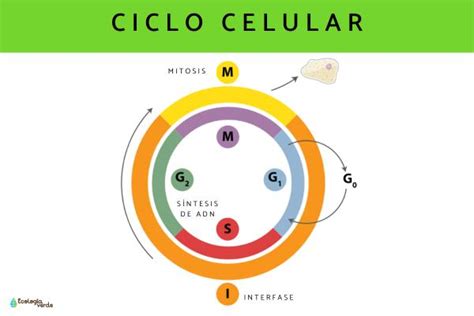 Fases Del Ciclo Celular Resumen Y Fotos