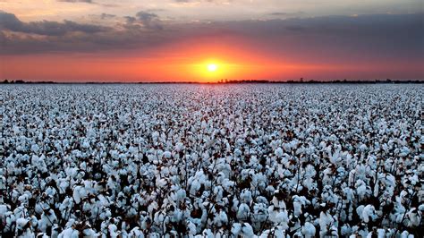 Cotton Field Cherokee