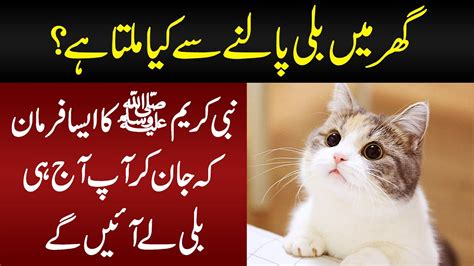 What Does Islam Say About The Most Popular Pet Cat Lesser Known
