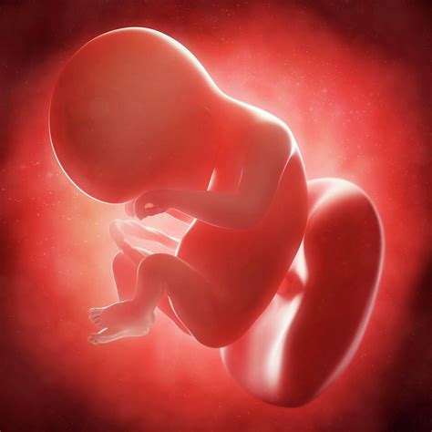 Foetus At 18 Weeks Photograph By Scieproscience Photo Library