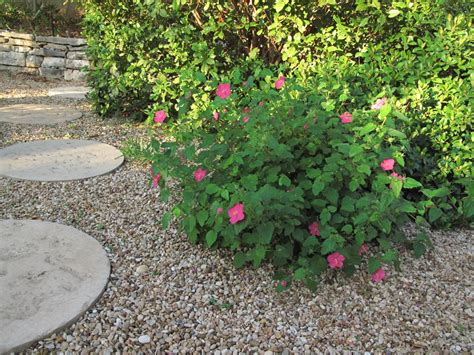 Rock Rose Texas Native Plant Week Oct 16th 22nd What To Grow