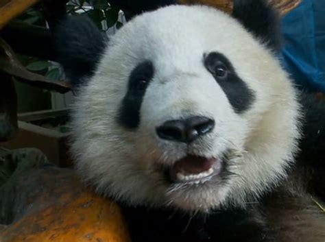 A Panda Fakes Pregnancy For Better Food And Living Conditions