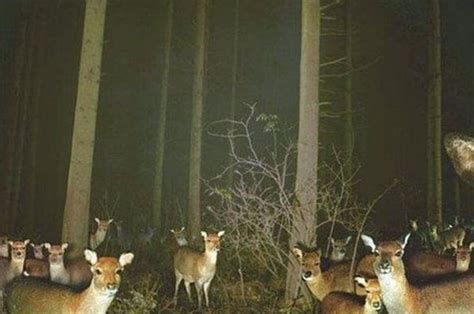 These Spectacularly Weird Trail Cam Pictures Prove Nature Is Truly