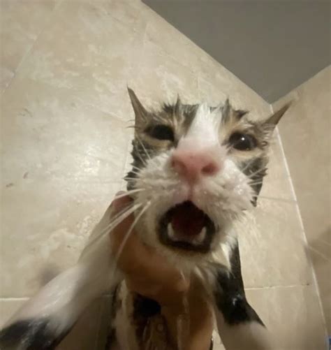 Create Meme Cat Wet Cat Cat Pictures Meme