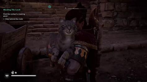 How To Pet A Cat In Assassin S Creed Valhalla YouTube