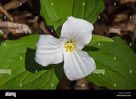 White Trillium Ontarios Provincial Flower Stock Photo Alamy