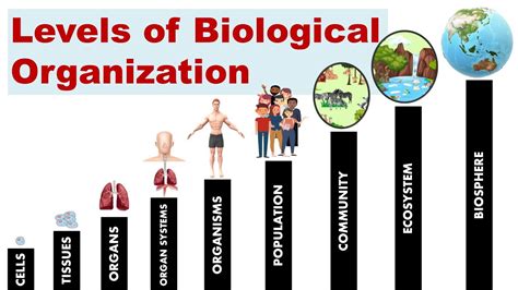 Levels Of Biological Organization Science Quizizz