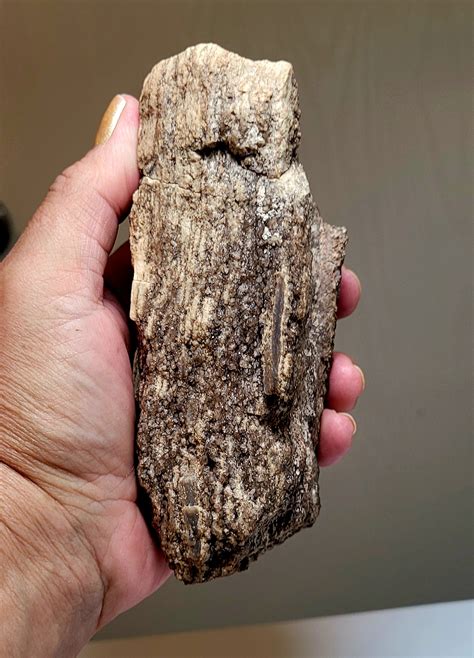 Arizona Petrified Wood With Crystals