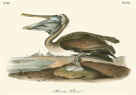 Brown Pelican Painting By John James Audubon Fine Art America