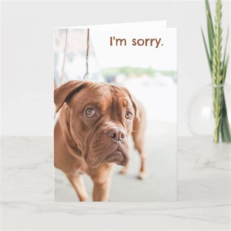 Im Sorry Apology Card With Guilty Dog Guilty Dog