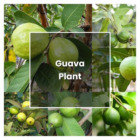 How To Grow Guava Plant Plant Care And Tips Norwichgardener