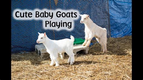 Cute Baby Goats Playing Compilation Youtube