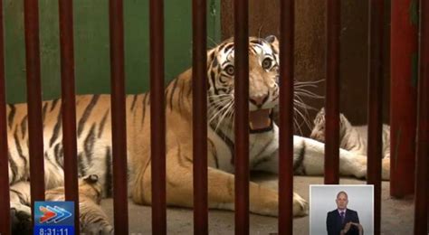 Nacen cuatro tigres de Bengala en el Zoológico Nacional de Cuba News