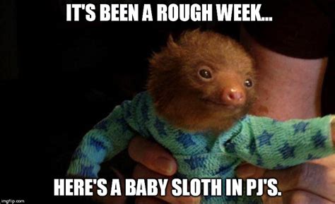 Baby Sloth Cure Imgflip