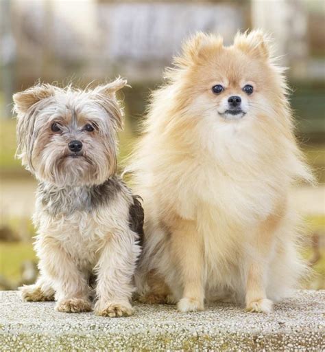 Pom Terrier A Complete Guide To The Pomeranian Yorkshire Terrier Mix